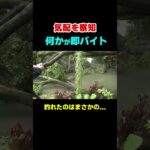 【まばたき厳禁】こんな水たまりで釣れた魚はまさかの…