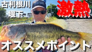 【埼玉バス釣りポイント】古利根川堰下！どでかいラージ釣れる！今が熱い！【オススメバス釣りポイント】