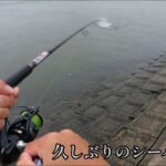 大雨のハクパターン！久しぶりのシーバス釣行。