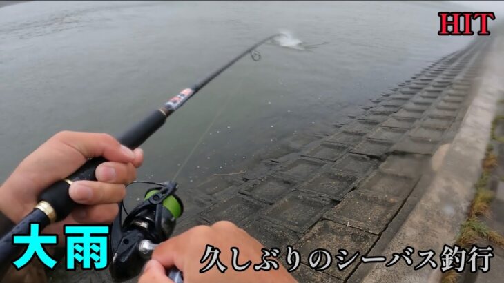 大雨のハクパターン！久しぶりのシーバス釣行。