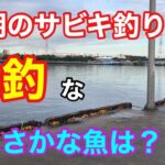 早朝のサビキ釣りで爆釣なまさかな魚は？衣浦湾