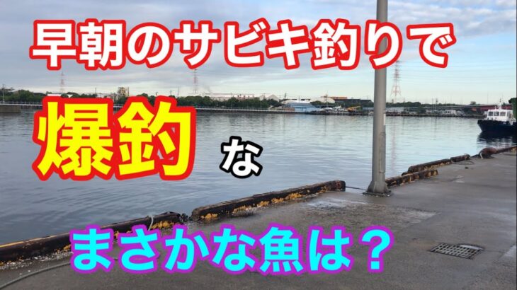 早朝のサビキ釣りで爆釣なまさかな魚は？衣浦湾