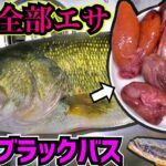 でかいブラックバスが家に届いて雷魚やナマズ歓喜！！