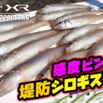 【シロギス】感度ビンビン！アジングロッドでちょい投げろ！防波堤で釣るシロギスゲーム