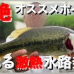 【茨城バス釣りポイント】たまたま見つけた水路が爆熱！古河市の中央排水路！【バス釣り】