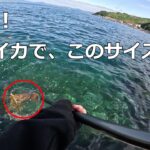 [春烏賊]春の見えてるイカってエギで釣れるの？？