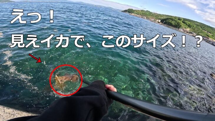 [春烏賊]春の見えてるイカってエギで釣れるの？？