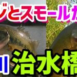 荒川【治水橋】ラージとスモールが両方釣れる！