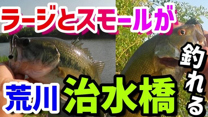 荒川【治水橋】ラージとスモールが両方釣れる！