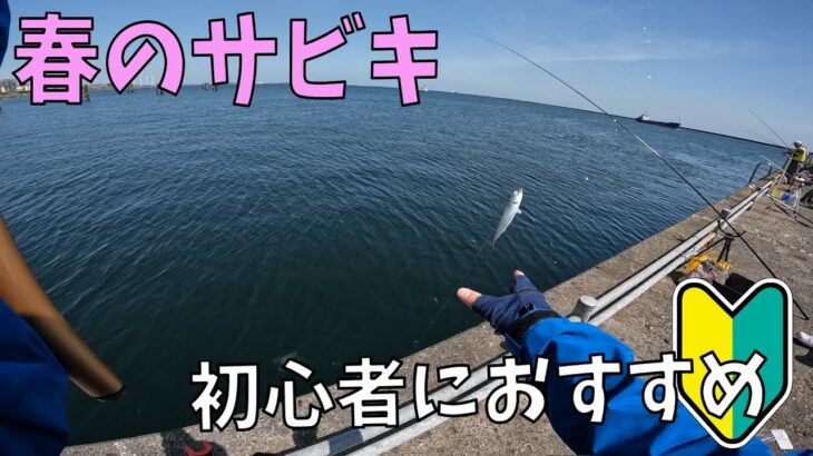 この時期おすすめ！コツのいらないサビキ釣り！【茨城】