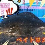 【サーフヒラメ】波足長い状況の鹿島灘でヒラメ釣り