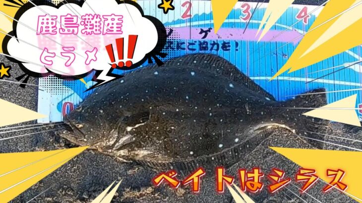 【サーフヒラメ】波足長い状況の鹿島灘でヒラメ釣り