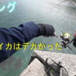 【エギング】隣のエギンガーさんが釣ったイカに追尾が・・・