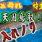 【白イカ爆釣】オモリグ鳥取遠征２日目 入れノリ過ぎて腕がパンパン