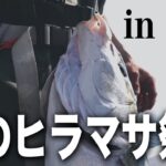 【五島ヒラマサ】釣り素人でも釣れる?最高の条件でジギングしてみたら…