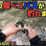 【バス釣り】お腹ペコペコだろうブラックバスを釣りました。