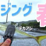 【アジング】産卵パターンのデイアジング！シャローに入ってきたでかアジを狙う！