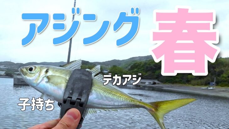 【アジング】産卵パターンのデイアジング！シャローに入ってきたでかアジを狙う！