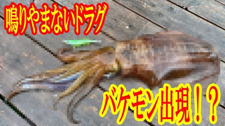 春の超大型アオリイカと奮闘でドラグが止まらない！ついに自己新記録更新か！？