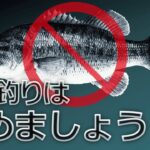 バス釣りをすべきでない理由