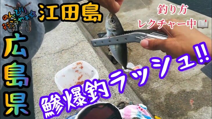 〚江田島〛サビキ釣りでアジ狙ってみたら爆釣ラッシュだった😁