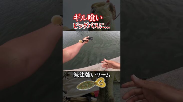 霞のギル喰いバスがムシャムシャ食べるルアーがコレ。 #霞ヶ浦バス釣り