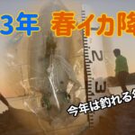 【春イカエギング】２０２３年はもしかして釣れる年！？【石川県】