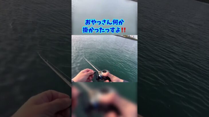 シーバス釣りでキター‼️【海釣り初心者】