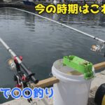 今の時期はこれだよねサビキで〇〇釣り