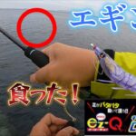 【春イカ対策！】エギを長めに見せてあげるだけで釣れちゃう！