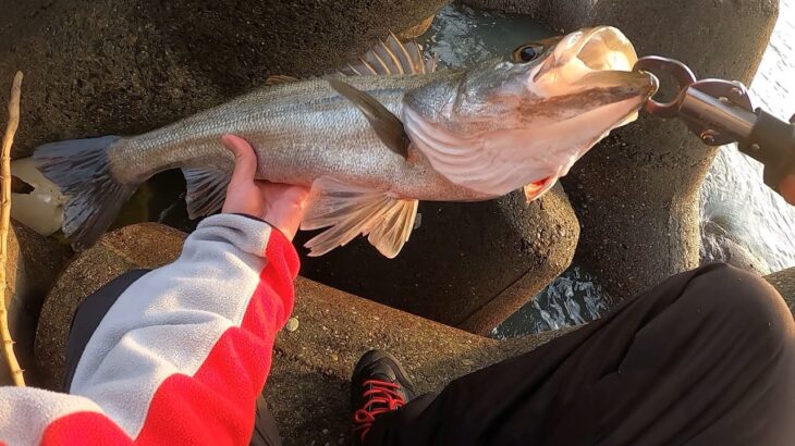 シーバスは濁りがあれば手前で釣れる