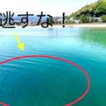 【エギング】この行動を見逃すな！【注意、個人の見解です】