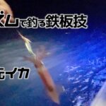 剣先イカ(シロイカ)釣り「初級者」でも釣れた簡易技