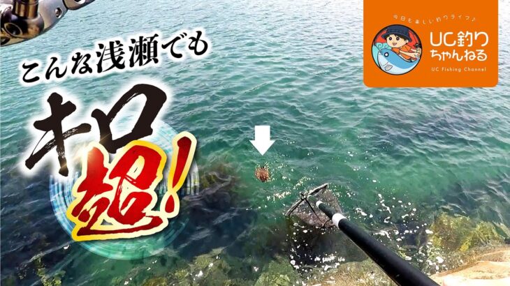 春エギング！福岡糸島のシャローで執念のキロアップを釣る！