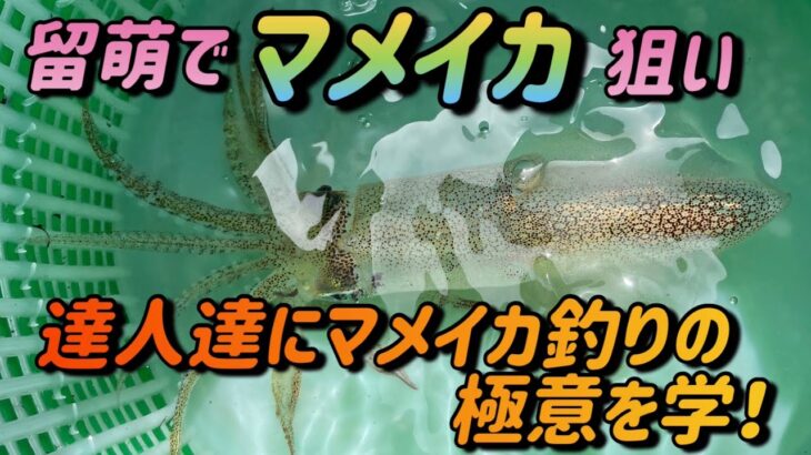 留萌港でマメイカ釣り！達人たちは皆親切！