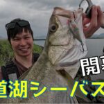 今年も宍道湖シーバスが開幕しそうです