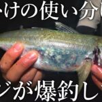 【驚くほどアジが釣れる！】アジ釣りに重要な仕掛けの種類とサビキやカゴの選択方法を解説します