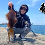 【エギング】真昼間の堤防でデカアオリを釣り上げた！