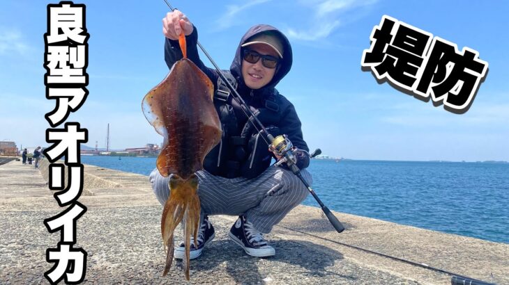 【エギング】真昼間の堤防でデカアオリを釣り上げた！