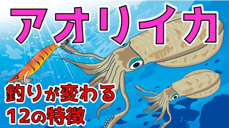 【アオリイカ】釣れている人は知っている？