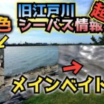 超速報】旧江戸川シーバス情報!釣りできるんか？爆風!