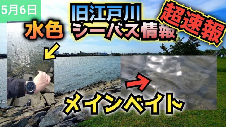 超速報】旧江戸川シーバス情報!釣りできるんか？爆風!