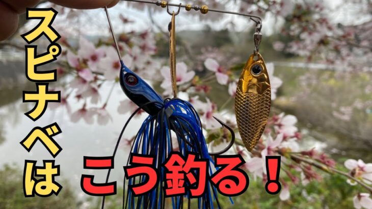 【春のバス釣り】スピナーベイトで釣りたい人はこの使い方を真似してみて下さい。面白いようにバスが釣れてしまいます。【スピナベ】【巻物】【釣り方解説】