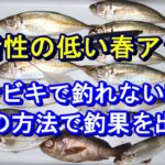 サビキで釣れない春アジはこの方法で釣果を出す