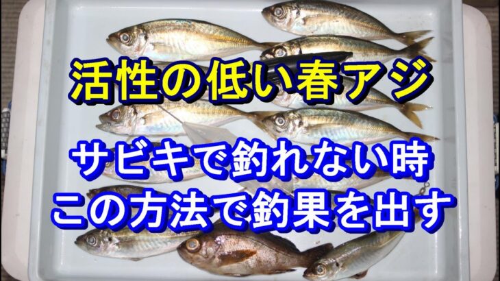 サビキで釣れない春アジはこの方法で釣果を出す