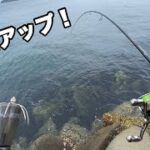 初場所エギングで特大イカを釣り上げた！