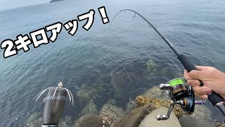 初場所エギングで特大イカを釣り上げた！