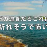 マジ？堤防エギングで大物掛かった！？