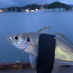 ぶっ込みサビキで子アジ釣り｜舞鶴