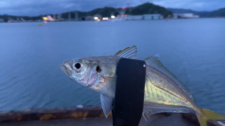 ぶっ込みサビキで子アジ釣り｜舞鶴